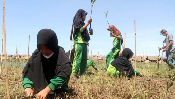 Peduli Lingkungan, SD Siswa di Pandeglang Tanam Mangrove
