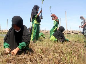 Peduli Lingkungan, SD Siswa di Pandeglang Tanam Mangrove