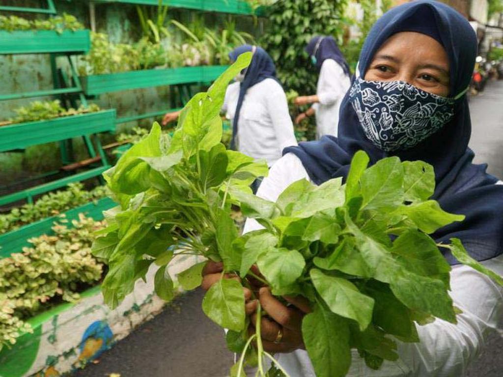 Pertanian Kota Makin Diminati di Masa Pandemi Pertanian Kota Makin Diminati di Masa Pandemi