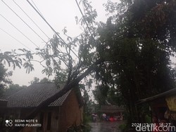 Angin Kencang Sapu 5 Kecamatan di Jember, 8 Pohon Tumbang-1 Rumah Rusak