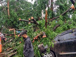 Pohon Tumbang Timpa 2 Mobil di Tangerang Usai Hujan Disertai Angin Kencang