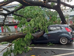 11 Pohon Tumbang di Tangerang, Timpa 3 Mobil dan 1 Rumah