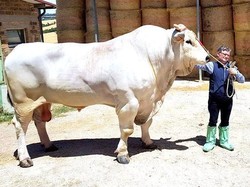 Saingan Sapi Presiden, Ini Chianina Jenis Sapi Terbesar di Dunia