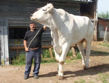 Bukan Sapi Limosin! Ini Chianina Jenis Sapi Terbesar di Dunia
