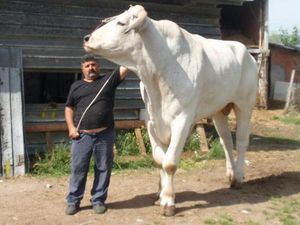Bukan Sapi Limosin! Ini Chianina Jenis Sapi Terbesar di Dunia Bukan Sapi Limosin! Ini Chianina Jenis Sapi Terbesar di Dunia