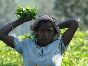 Sri Lanka Krisis Keuangan, Utang Beli Minyak Dibayar dengan Teh