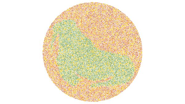 Tebak Gambar Hewan, Cuma yang Matanya Sempurna Melihat Warna Bisa Jawab