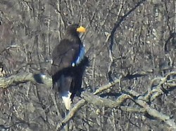 Elang Langka Asia Terlihat di Lokasi Ribuan Kilometer dari Rumahnya