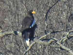 Elang Langka Asia Terlihat di Lokasi Ribuan Kilometer dari Rumahnya Elang Langka Asia Terlihat di Lokasi Ribuan Kilometer dari Rumahnya