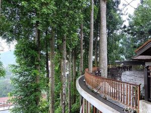 Sejuk Banget! 10 Kafe di Bogor Ini Dikelilingi Pepohonan Rindang