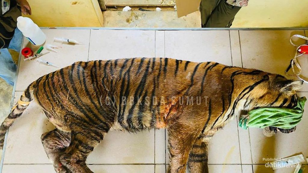 Kondisi Harimau Terluka sampai Ada Belatung di Badannya