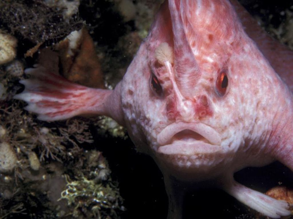 Setelah Puluhan Tahun, Ikan Berjalan Pink Langka Nongol Lagi