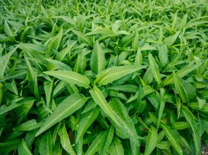 Cara Menanam Kangkung di Pot yang Cocok untuk Lahan Sempit, Simak! Cara Menanam Kangkung di Pot yang Cocok untuk Lahan Sempit, Simak!