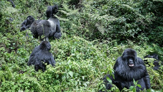 Mountain gorilla's from the Muhoza family move towards their nest at the Volcanoes National Park, Rwanda, on October 29, 2021. - With hundreds of mountain gorillas in residence, the Volcanoes National Park in Rwanda is a conservation triumph. But this resurgence is not without consequences, as the majestic creatures now struggle for space to grow and thrive.Thanks to this revival, the mountain gorilla, known for its thick, shiny fur, is now listed as 
