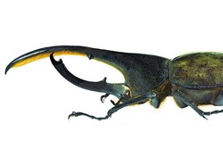 Kumbang Terbesar di Dunia Ini Punya Tanduk Panjang dan Kuat