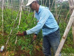Gagal Panen, Petani di Lembang Babat Habis 25 Ribu Pohon Tomatnya