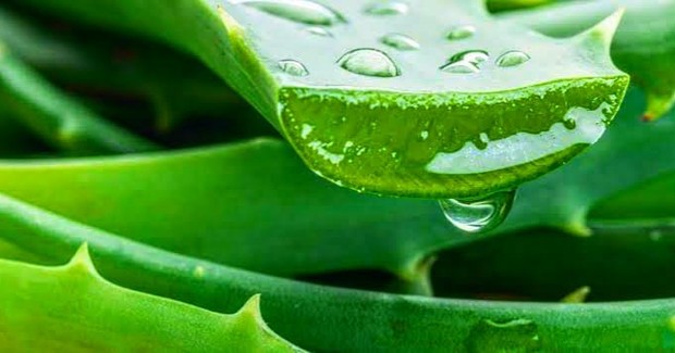 Tanaman lidah buaya/Instagram.com/anik_etyoutube