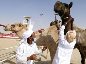 Waspada MERS-CoV, Kemenkes Minta Jemaah Haji Tak Foto Bareng Unta