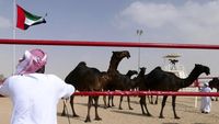 Unik, Ada Kontes Kecantikan Unta Lho di Abu Dhabi