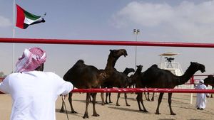 Unik, Ada Kontes Kecantikan Unta Lho di Abu Dhabi