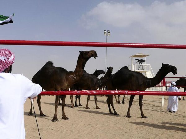 Unik, Ada Kontes Kecantikan Unta Lho di Abu Dhabi