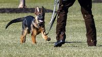 Berkenalan dengan Commander, Anjing Baru di Keluarga Presiden Biden