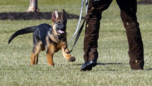 Berkenalan dengan Commander, Anjing Baru di Keluarga Presiden Biden