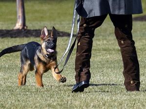 Berkenalan dengan Commander, Anjing Baru di Keluarga Presiden Biden Berkenalan dengan Commander, Anjing Baru di Keluarga Presiden Biden
