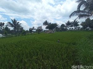 Tak Ada Turis karena Corona, Tetebatu Merana