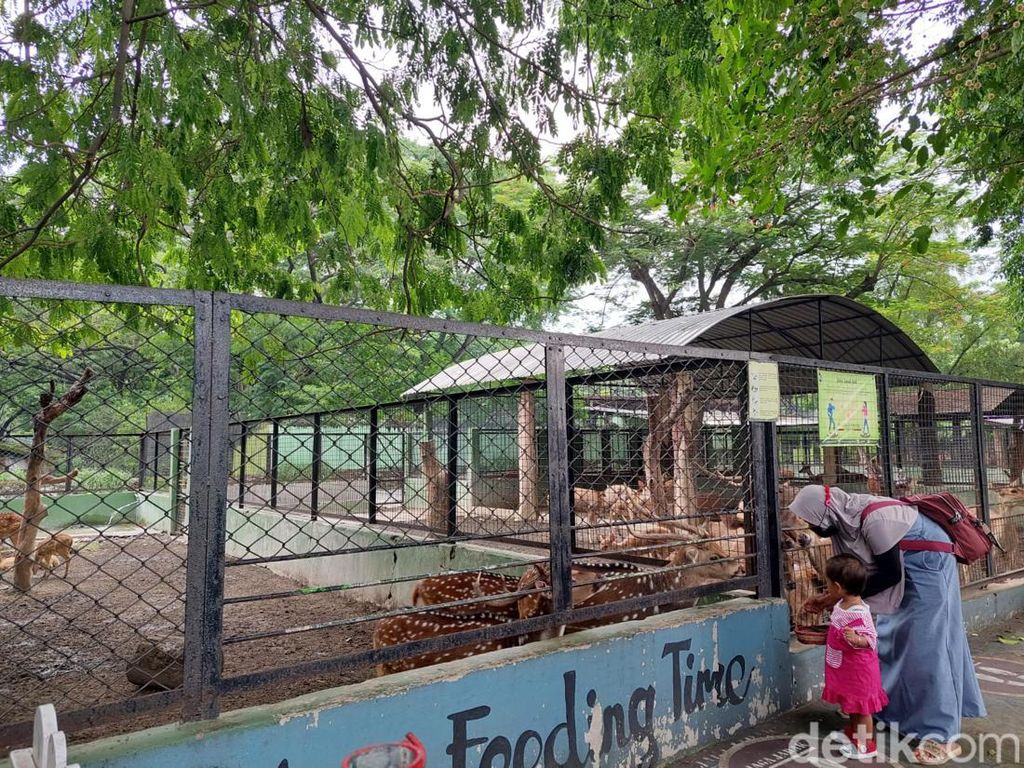 Pengunjung Kebun Binatang Surabaya Capai 3.000 Orang di Hari Natal