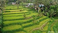 Terpesona dengan Tetebatu, Desa Wisata Terindah Dunia!