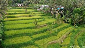 Terpesona dengan Tetebatu, Desa Wisata Terindah Dunia!