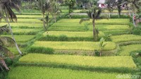Sopir Lokal Vs Taksi Online di Desa Wisata Tetebatu