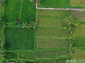 Tetebatu, Desa Wisata Pertama Indonesia yang Pakai Google Tracker