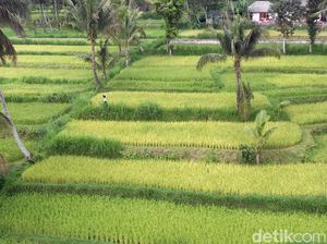 7 Fakta Menarik yang Cuma Ada di Desa Tetebatu