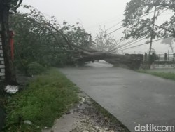 Hujan dan Angin Kencang di Lamongan Tumbangkan Pohon dan Rusak Rumah Warga