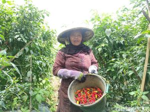 Ini Biang Kerok Harga Cabai Meroket Saingi Daging Sapi