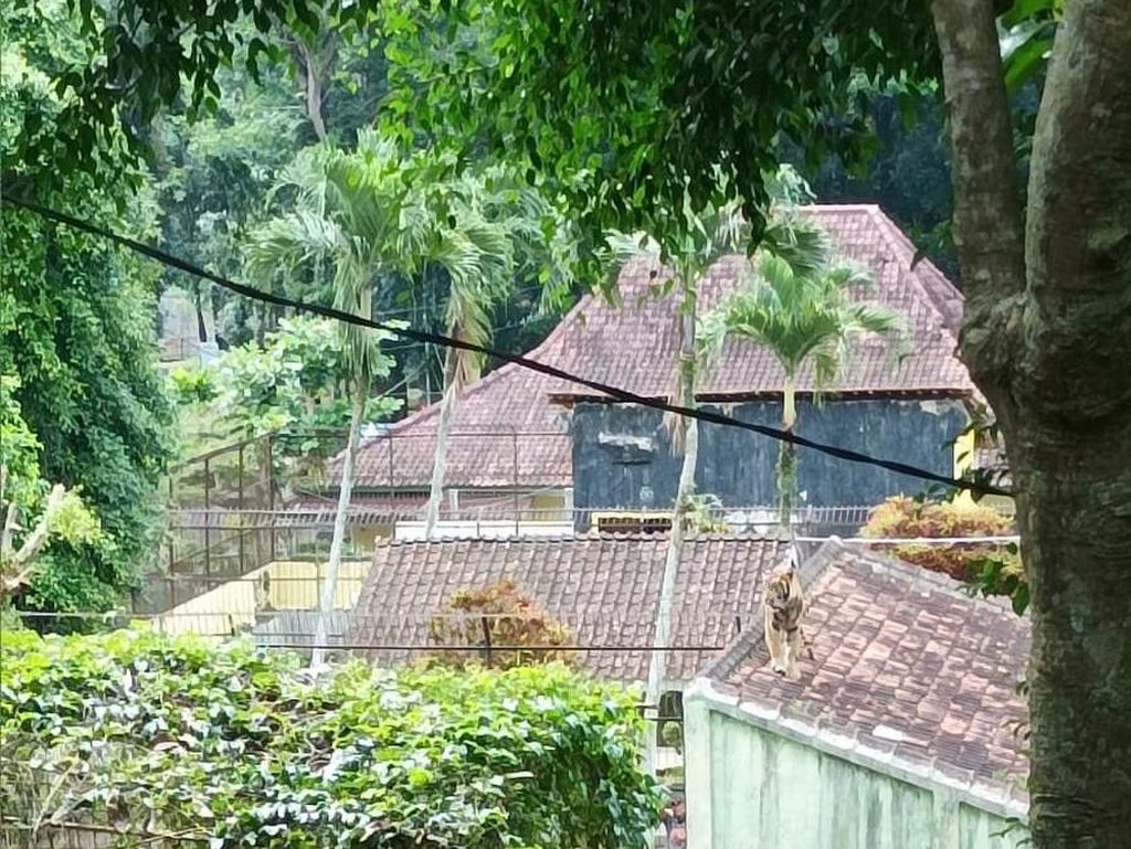 Detik-detik Evakuasi Harimau yang Lompat ke Atap Kandang di Banjarnegara