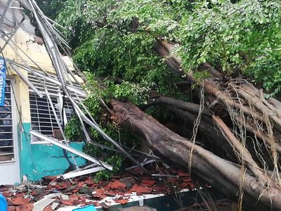 Angin Kencang di Pasuruan Tumbangkan Belasan Pohon