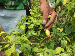 Cegah Inflasi Meroket, Pemerintah Minta Warga Tanam Cabai dkk