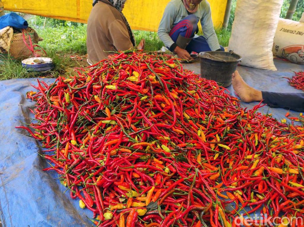 Pedasnya Harga Cabai Rawit hingga Rp 120 Ribu/Kg, Ini Penyebabnya... Pedasnya Harga Cabai Rawit hingga Rp 120 Ribu/Kg, Ini Penyebabnya...