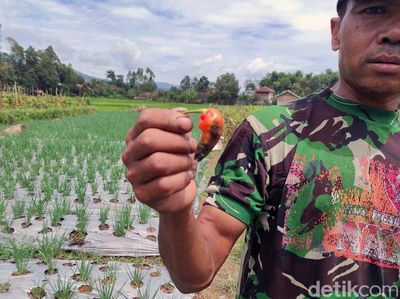 Ini Biang Kerok Harga Cabai yang Makin Pedas