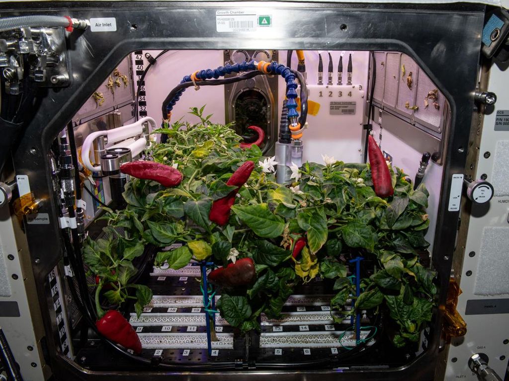 Kenapa Astronaut Menanam Cabai dan Sayur di Ruang Angkasa?