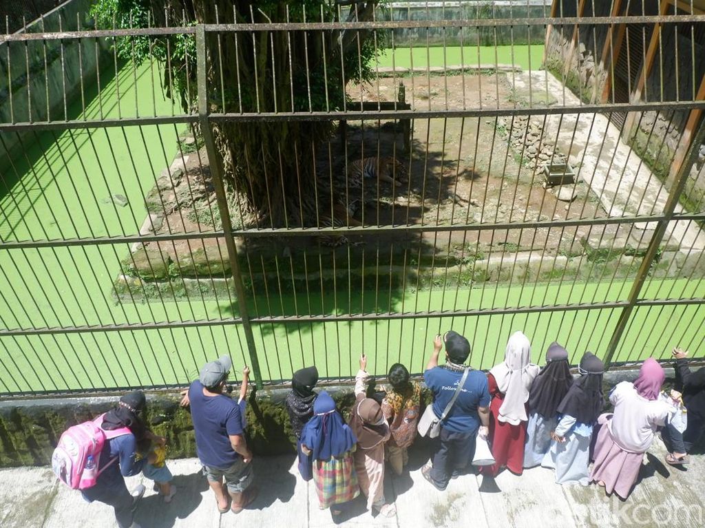 Libur Natal, Kebun Binatang di Banjarnegara Diserbu Wisatawan