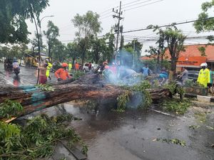 Hujan Deras dan Angin Kencang Tumbangkan Sejumlah Pohon di Gresik Hujan Deras dan Angin Kencang Tumbangkan Sejumlah Pohon di Gresik