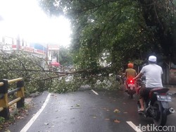 Angin Kencang di Pasuruan Tumbangkan Belasan Pohon, Jaringan Listrik Rusak