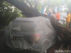 Sebuah Mobil Tertimpa Pohon Tumbang Akibat Angin Kencang di Kota Pasuruan