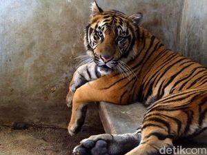 Bikin Geger Lompat Atap Kandang, Ini 5 Fakta Harimau Rastaji Bikin Geger Lompat Atap Kandang, Ini 5 Fakta Harimau Rastaji