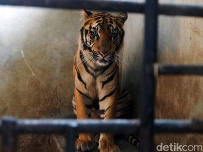 Potret Rastaji, Harimau yang Lompat ke Atap Serulingmas Zoo