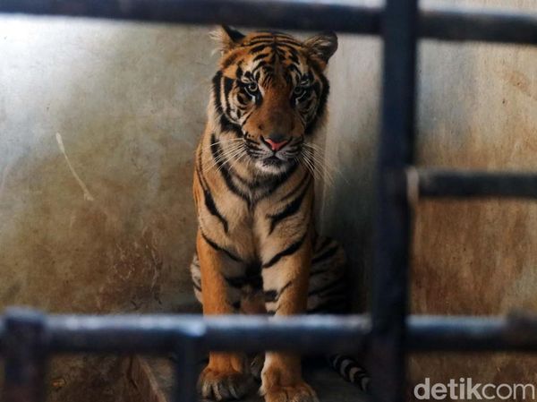 Potret Rastaji, Harimau yang Lompat ke Atap Serulingmas Zoo